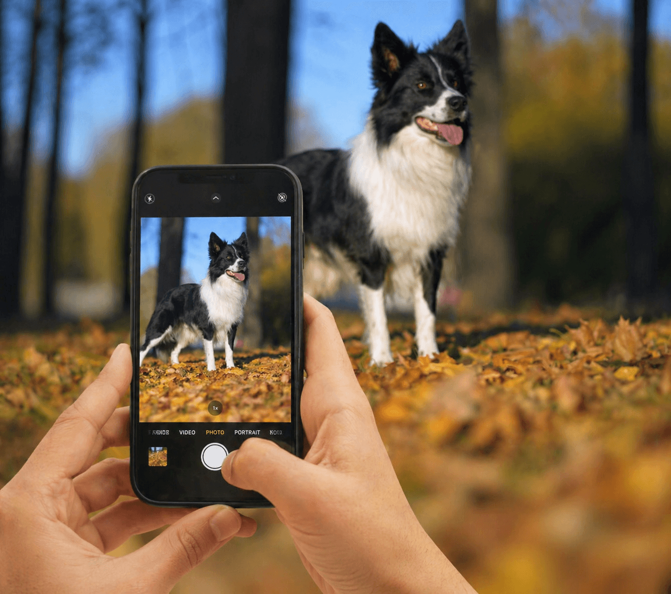 A border collie having its photo taken